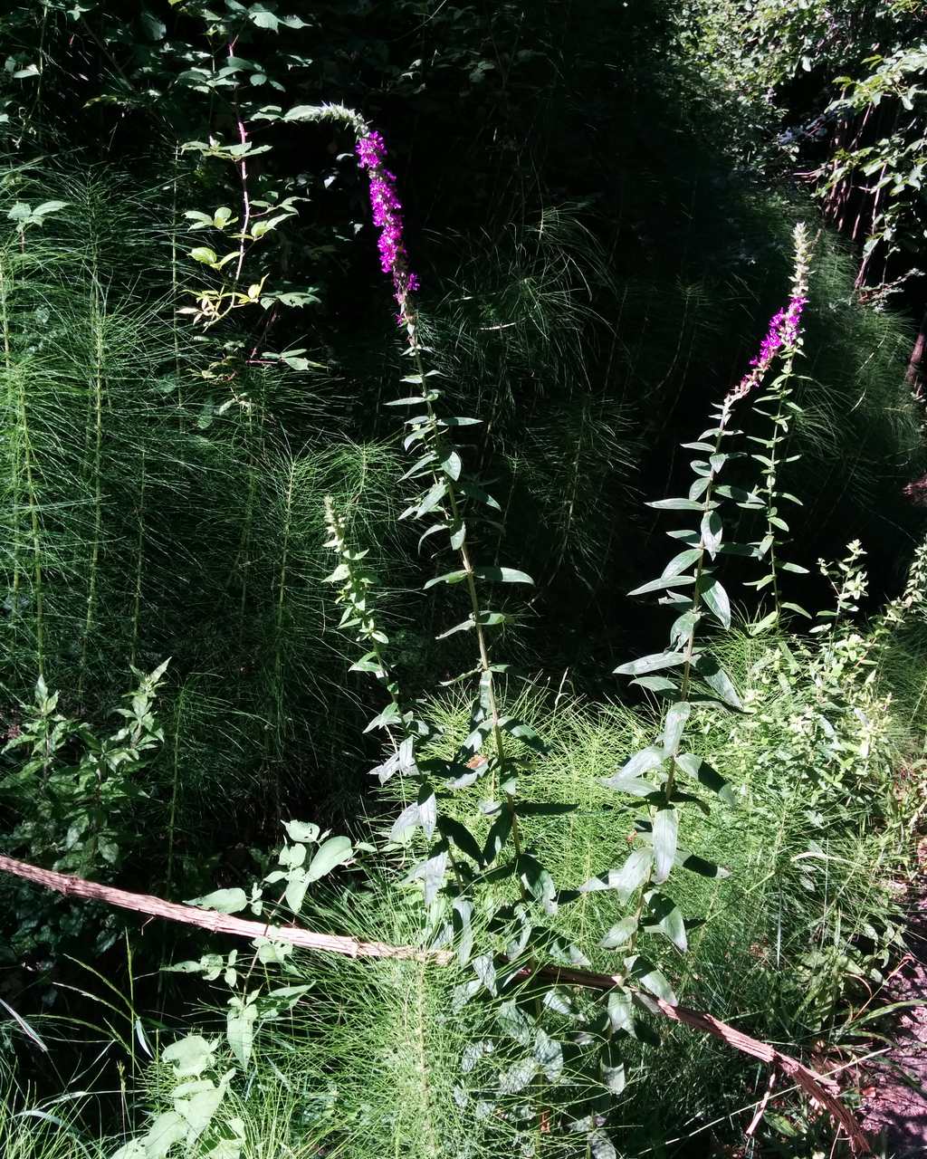 Lythrum salicaria